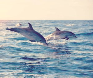 Delfin-Tattoo: Diese Bedeutung hat das maritime Tattoo-Motiv
