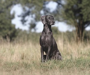 Stolze Hunde: Diese Rassen haben einen starken Charakter