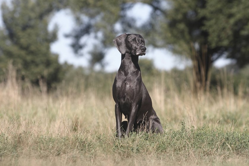 Eine Weimaraner Hündin sitzt auf einer Wiese und schaut aus dem Bild.