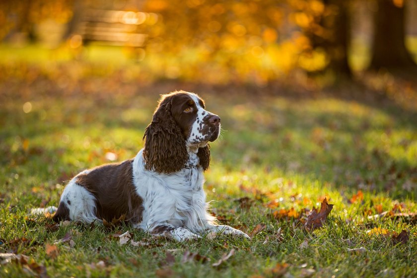 Cocker Spaniel