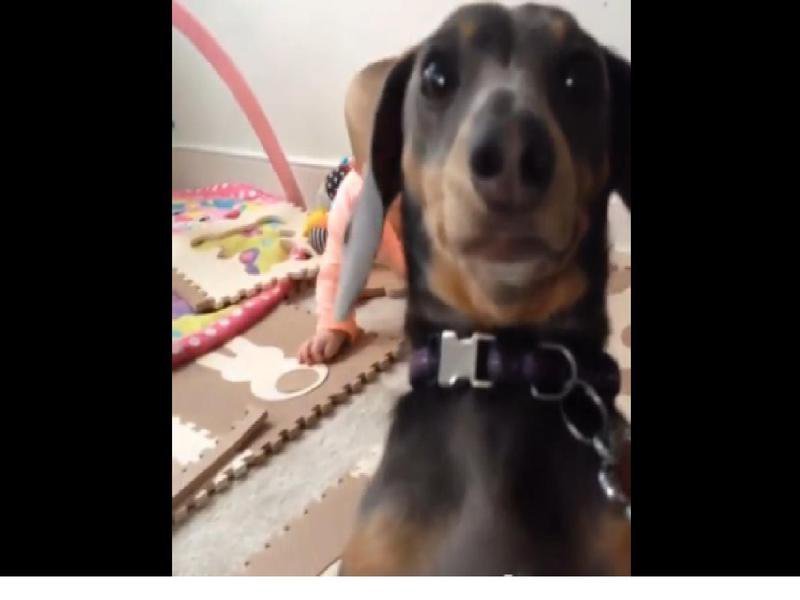 Hund und Baby Eifersüchtiger Hund drängt sich im Video vor Baby