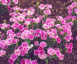 Dieses Küchen-Hausmittel lässt deine Nelken schöner blühen als je zuvor