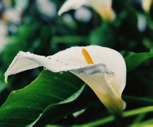 Bedeutung Calla: Was symbolisiert die weiße Blumenschönheit?
