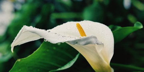 Bedeutung Efeu: Was symbolisiert die Kletterpflanze?