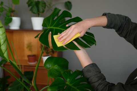 Monstera Pflege: Tipps fr den Zimmerpflanzen-Klassiker