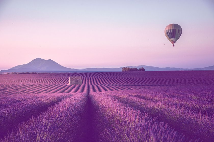 Lavendelfeld in der Provence