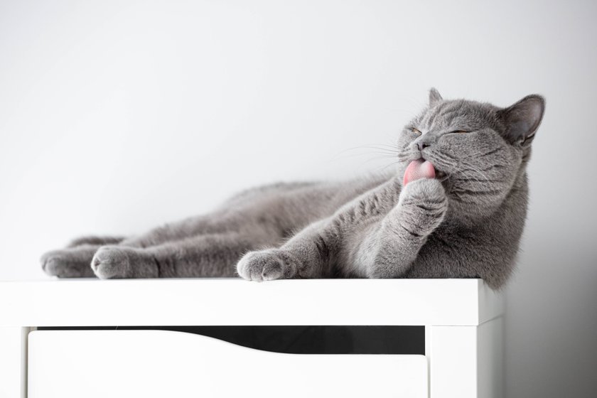 Eine britische Katze liegt auf dem Schrank und leckt sich die Pfote