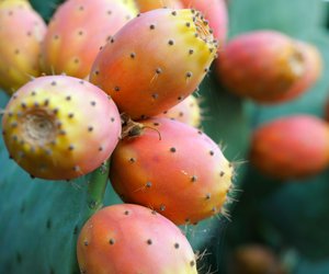 Gesunde Kaktusfeige: Welche Nährstoffe enthält die exotische Frucht?