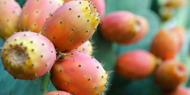Gesunde Kaktusfeige: Welche Nährstoffe enthält die exotische Frucht?