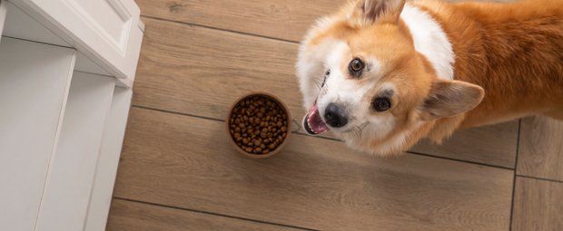 Snacks für deinen Hund: Jede Fellnase ist nach diesen Dingen total verrückt