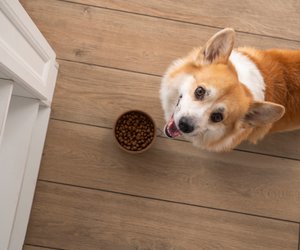 Snacks für deinen Hund: Jede Fellnase ist nach diesen Dingen total verrückt