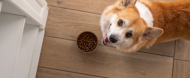 Diese Leckerbissen kannst du mit deinem Hund teilen