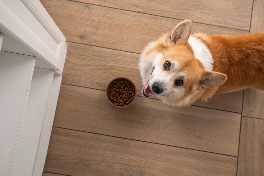 Ältere Hunde benötigen spezielles Futter.