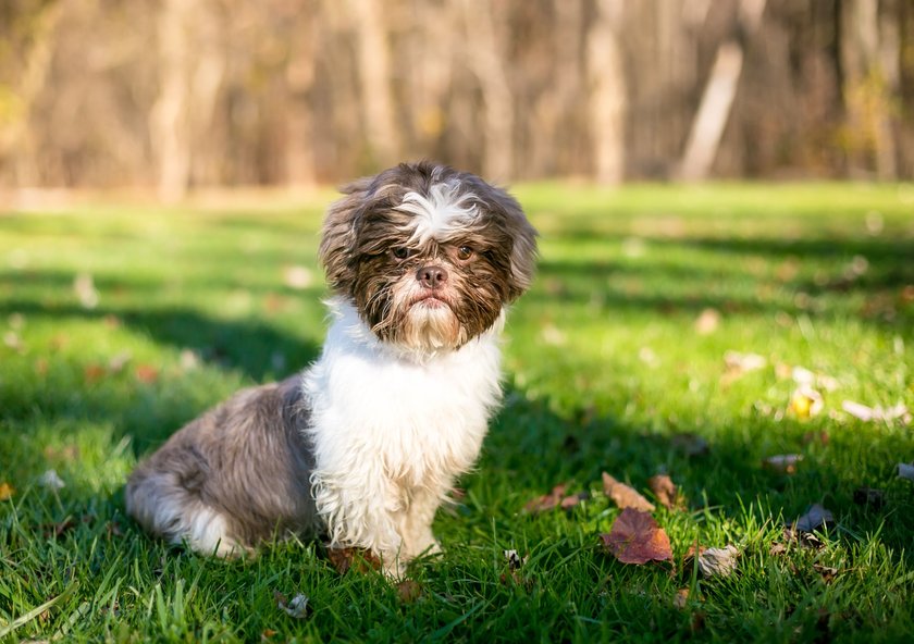 Ein Shih Tzu sitzt auf einer grünen Wiese und schaut in die Kamera.