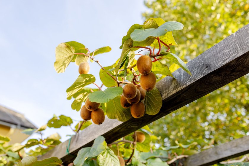 A branch with ripe kiwi fruits on a support