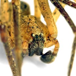 Diese Spinne lauert jetzt in unseren Wohnungen