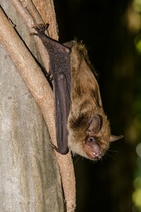 Fledermaus Fledermaus
