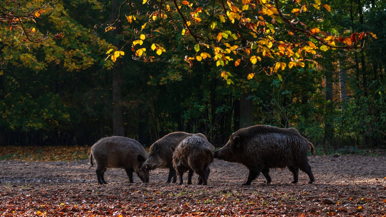 Wildschweine können im Traum für Stärke oder Gemeinschaft stehen.