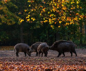 Traumdeutung Wildschwein: Das sind die häufigsten Interpretationen