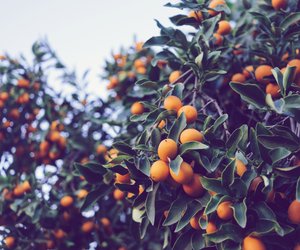 Gesunde Kumquat: Diese Vitamine stecken in der leckeren Zitrusfrucht