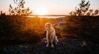 Mit dieser Körpersprache signalisieren Hunde Beschwichtigung