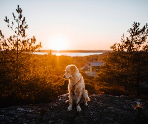 Diese Zeichen für Beschwichtigung beim Hund musst du kennen