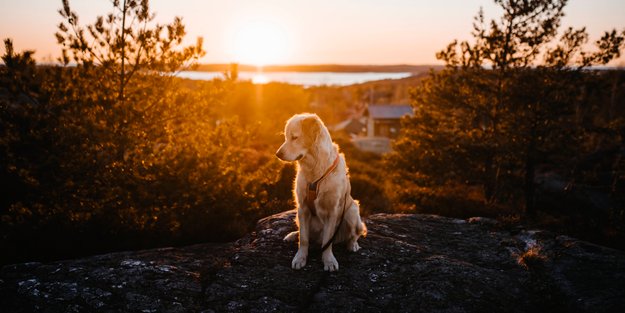 Mit dieser Körpersprache möchte dein Hund beschwichtigen