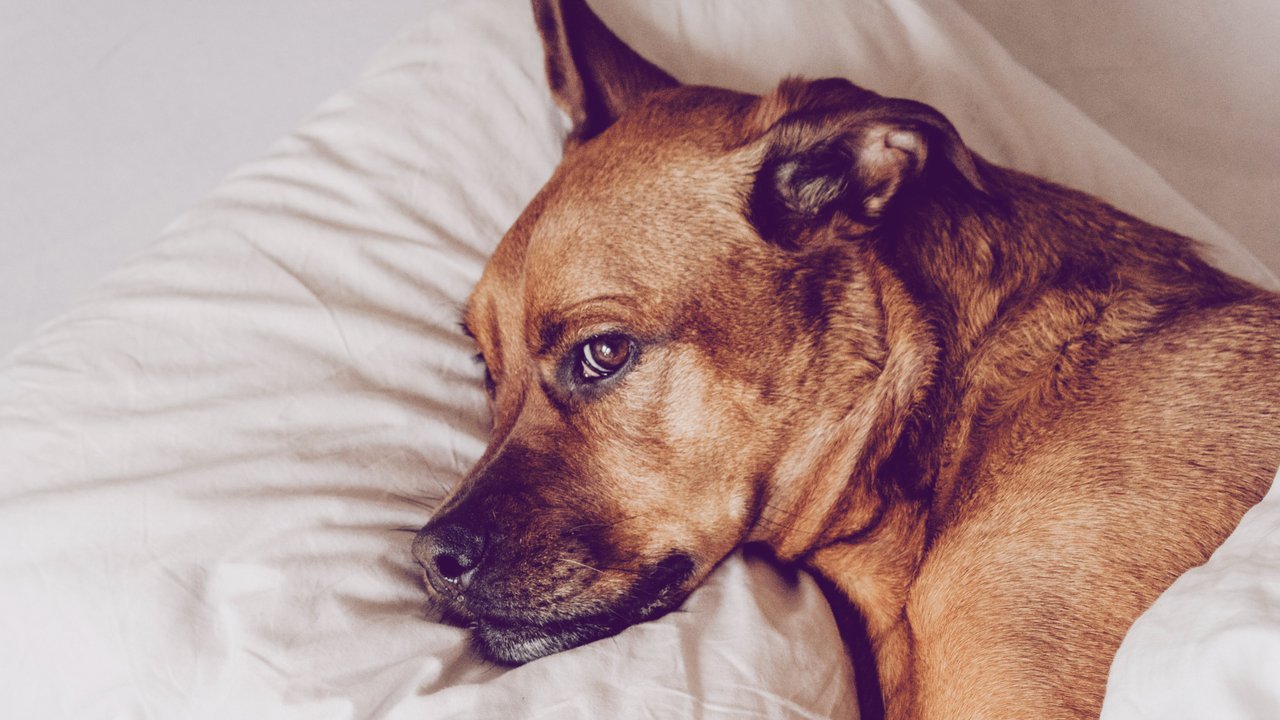 Fieber beim Hund Ab wann hat ein Hund Fieber?