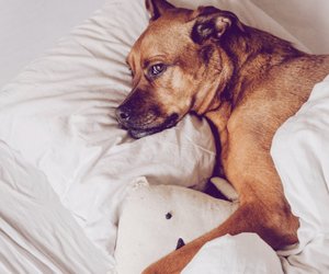Fieber beim Hund: Ab wann hat ein Hund Fieber?