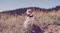 Giftige Pflanzen für Hunde: Davon sollte sich dein Vierbeiner fernhalten