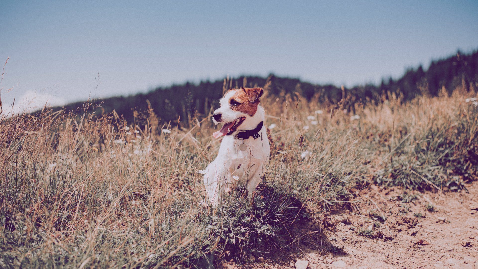 Welche Pflanzen sind giftig fr Hunde?