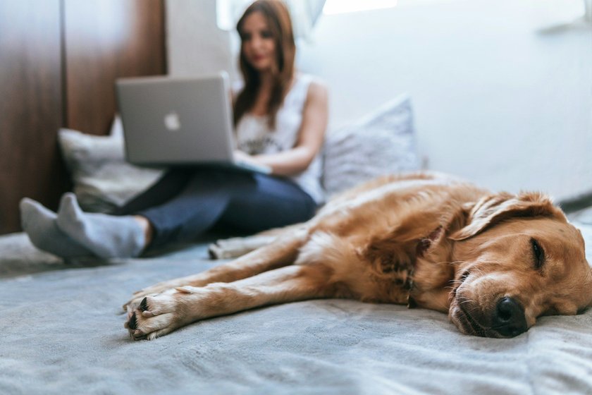 Ein Hund liegt auf der Seite auf dem Bett.