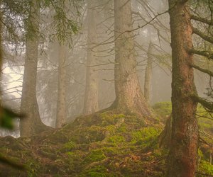 Eine schreckliche Jagd: Diesen Thriller von Tess Gerritsen vergisst du nicht