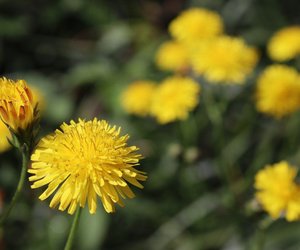 Löwenzahn entfernen: Tipps, um das Unkraut loszuwerden