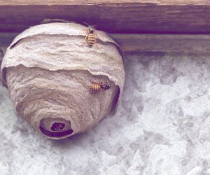 Wespennest entfernen: Was ist erlaubt und wie hoch sind die Kosten?