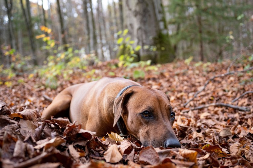 Hund liegt auf dem Boden im Laub.