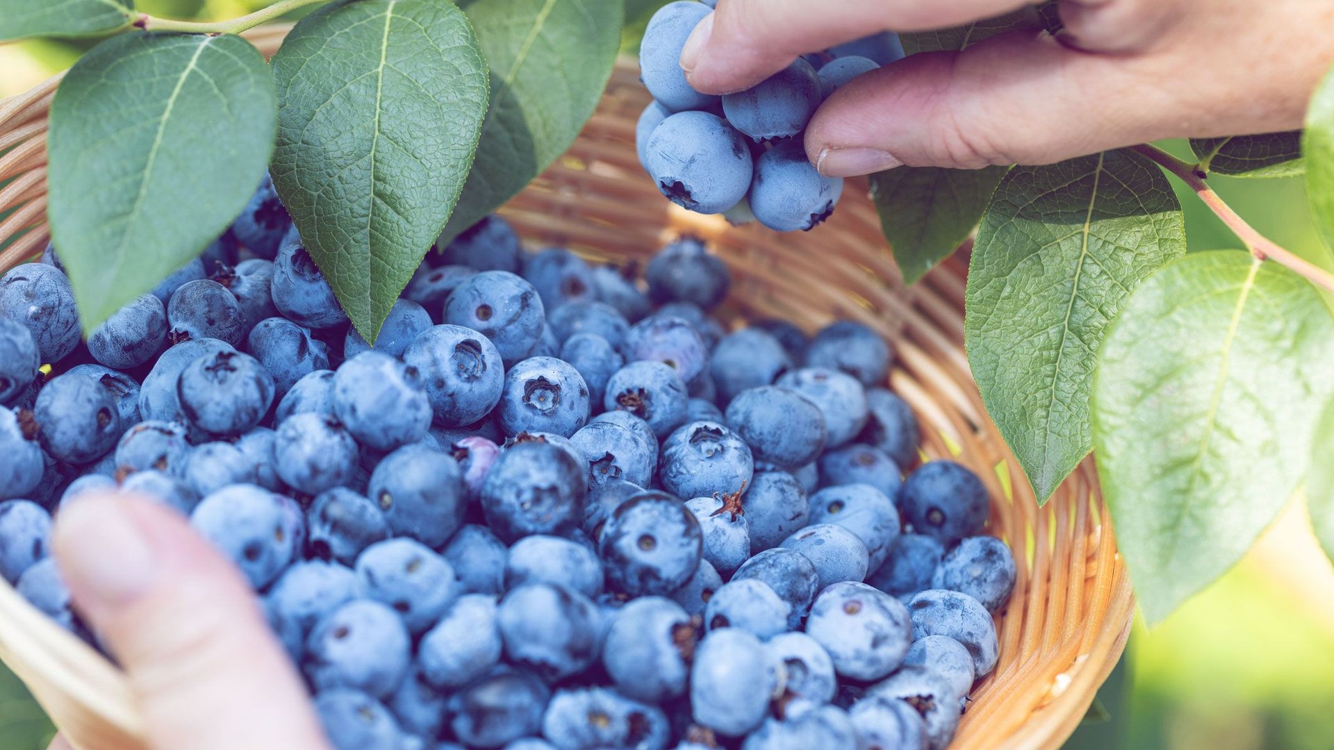 Blaubeeren-auf-dem-Balkon-anpflanzen-Wenn-du-diese-Tricks-beachtest-kannst-du-sie-noch-dieses-Jahr-ernten