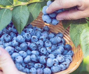 Blaubeeren auf dem Balkon anpflanzen: Wenn du diese Tricks beachtest, kannst du sie noch dieses Jahr ernten