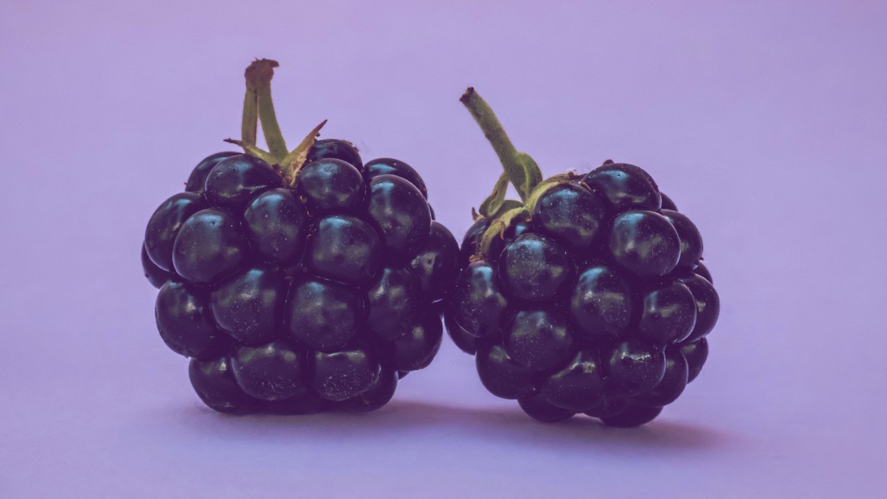 zwei Brombeeren auf lilafarbenem Hintergrund
