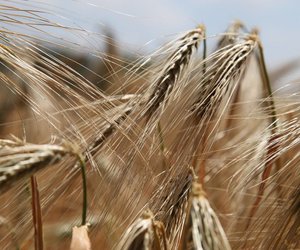 Die korrekte Aussprache von Gluten: So machst du es richtig