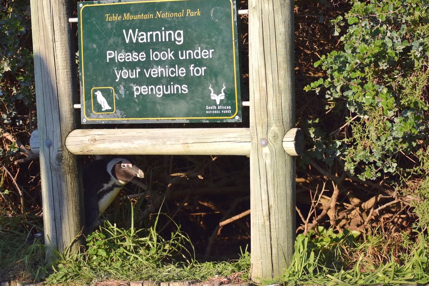 Bitte schauen sie unter ihrem Wagen nach Pinguinen...