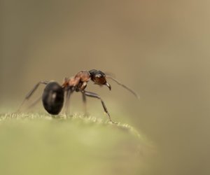 Traumdeutung Ameisen: Was bedeutet es, wenn du von emsigen Insekten träumst?