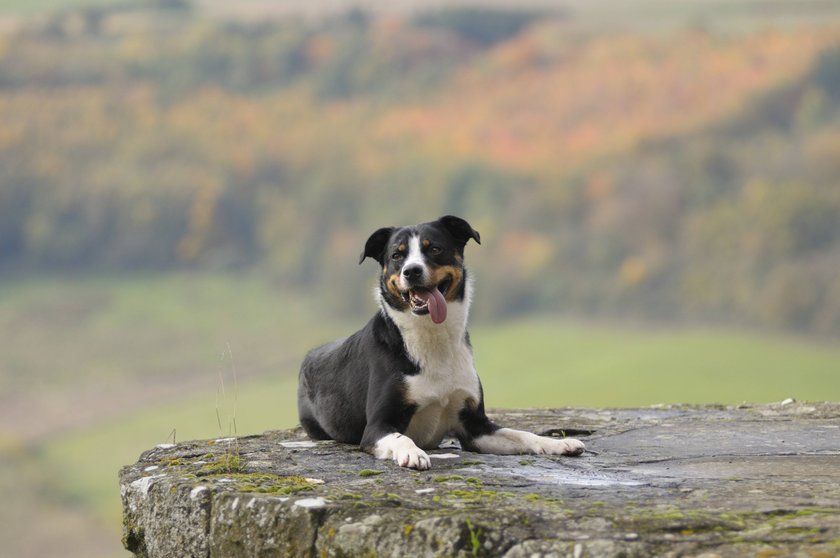 Appenzeller Sennenhund