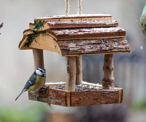 Ideal für die kalten Jahreszeiten: Amazon begeistert mit diesem niedlichen Vogelfutterhaus