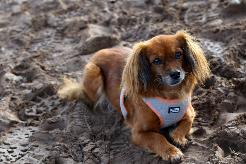Hund bei Spaziergang