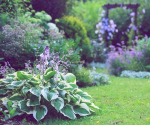 Keine Lust auf Unkraut jäten? Diese 8 Bodendecker verdrängen es aus deinem Garten