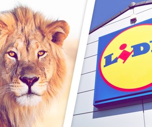 Diese Woche bei Lidl: Neue „Die Höhle der Löwen“-Produkte im Angebot