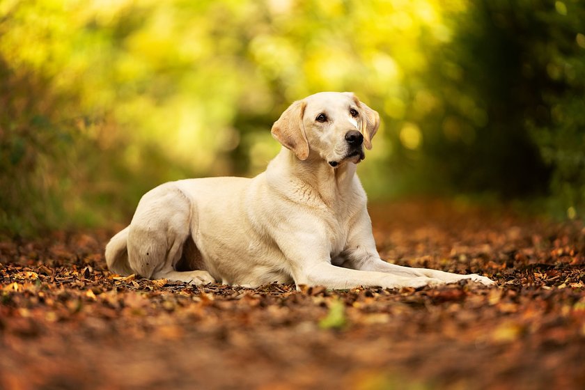 Golden Labrador