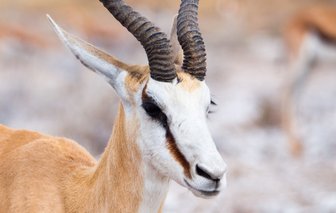 Antilope Antilope