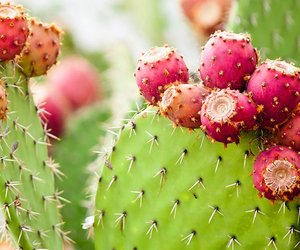 Superdrink Kaktuswasser: Das exotische It-Getränk für Gesundheit und Schönheit